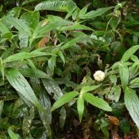 Hedyotis thwaitesii Hook.f.